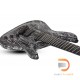 Schecter C-7 Multiscale Silver Mountain Schecter C-7 Multiscale Silver Mountain